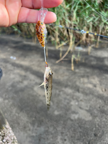 ハゼの釣果