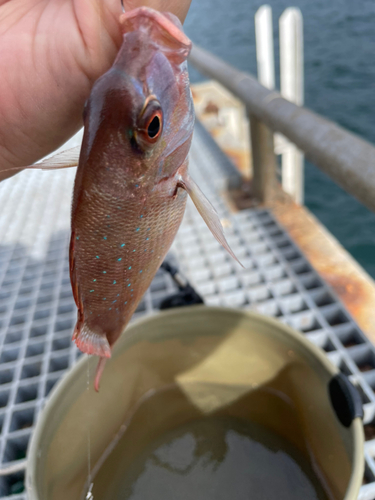 チダイの釣果