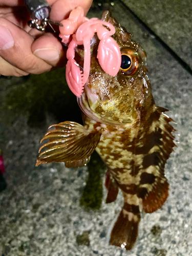 カサゴの釣果