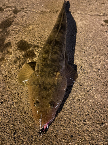 マゴチの釣果