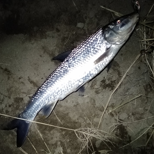 ニゴイの釣果