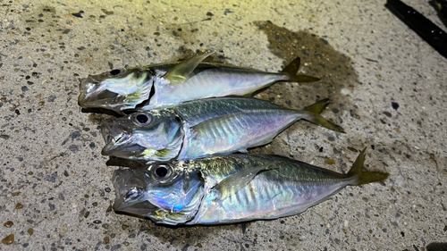 アジの釣果