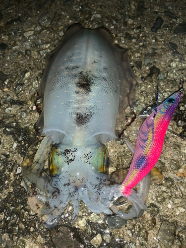 アオリイカの釣果