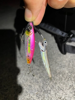 カタクチイワシの釣果