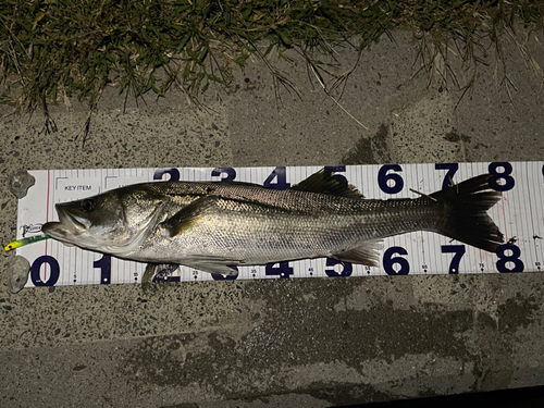 シーバスの釣果