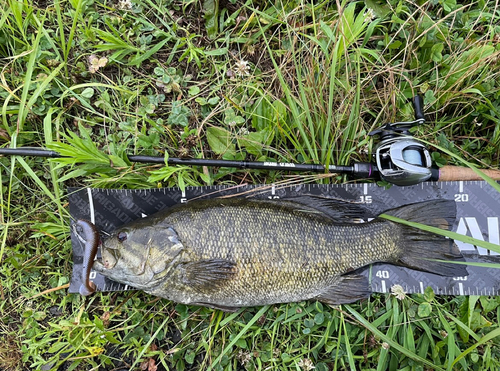 スモールマウスバスの釣果