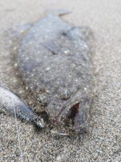 ソゲの釣果