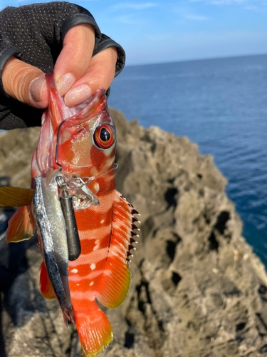 ダツの釣果