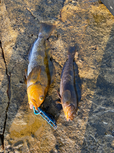 アイナメの釣果