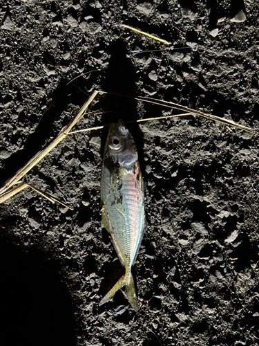 マアジの釣果