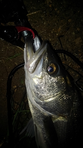 スズキの釣果