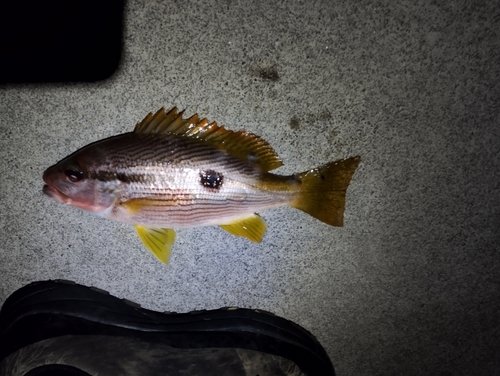 ヨコスジフエダイの釣果