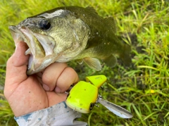 ブラックバスの釣果