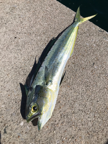 シイラの釣果