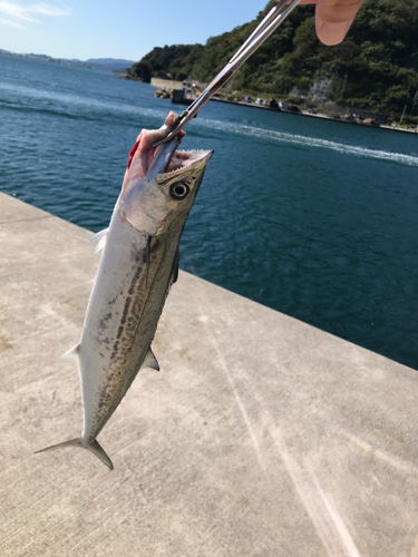 サゴシの釣果