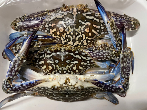 ワタリガニの釣果