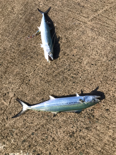 サゴシの釣果