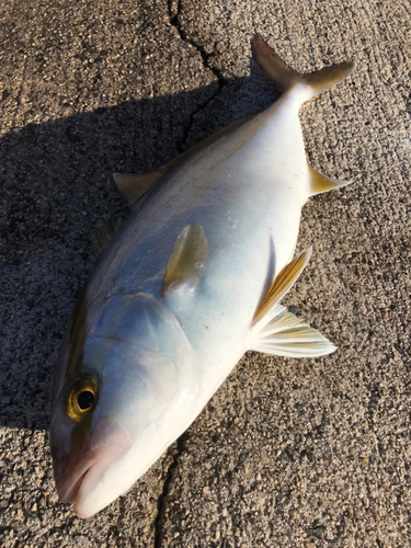 ショゴの釣果