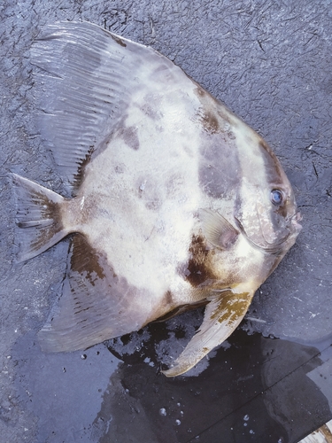 ツバメウオの釣果