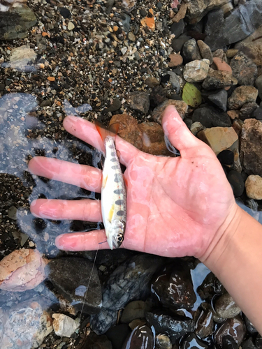 アマゴの釣果