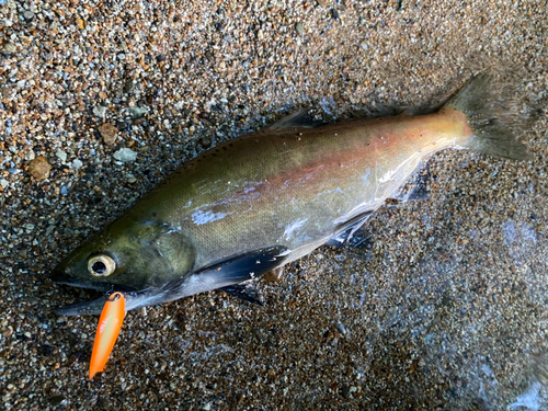 ヒメマスの釣果