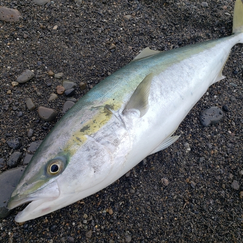 ブリの釣果