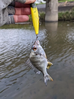 キビレの釣果