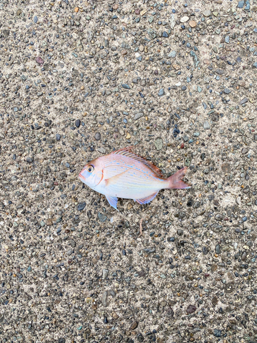 マダイの釣果