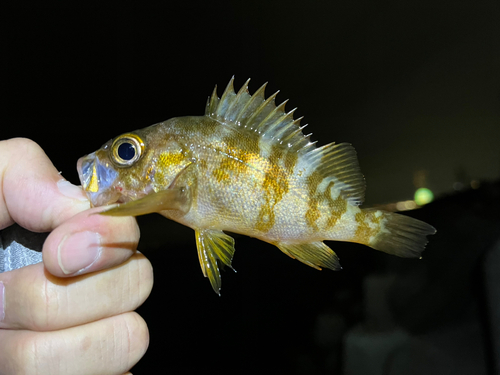 メバルの釣果