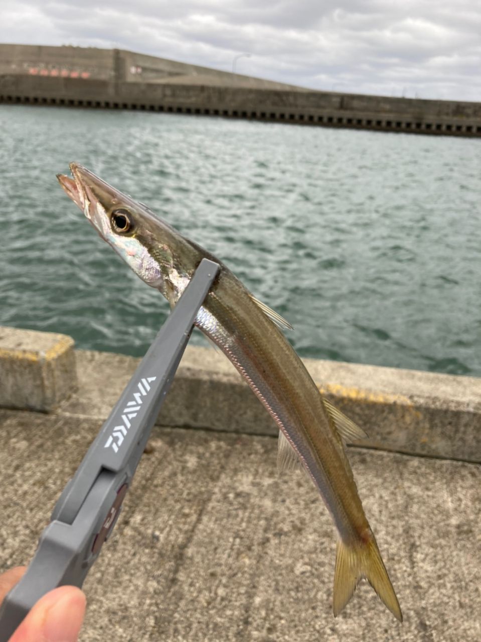 カマス