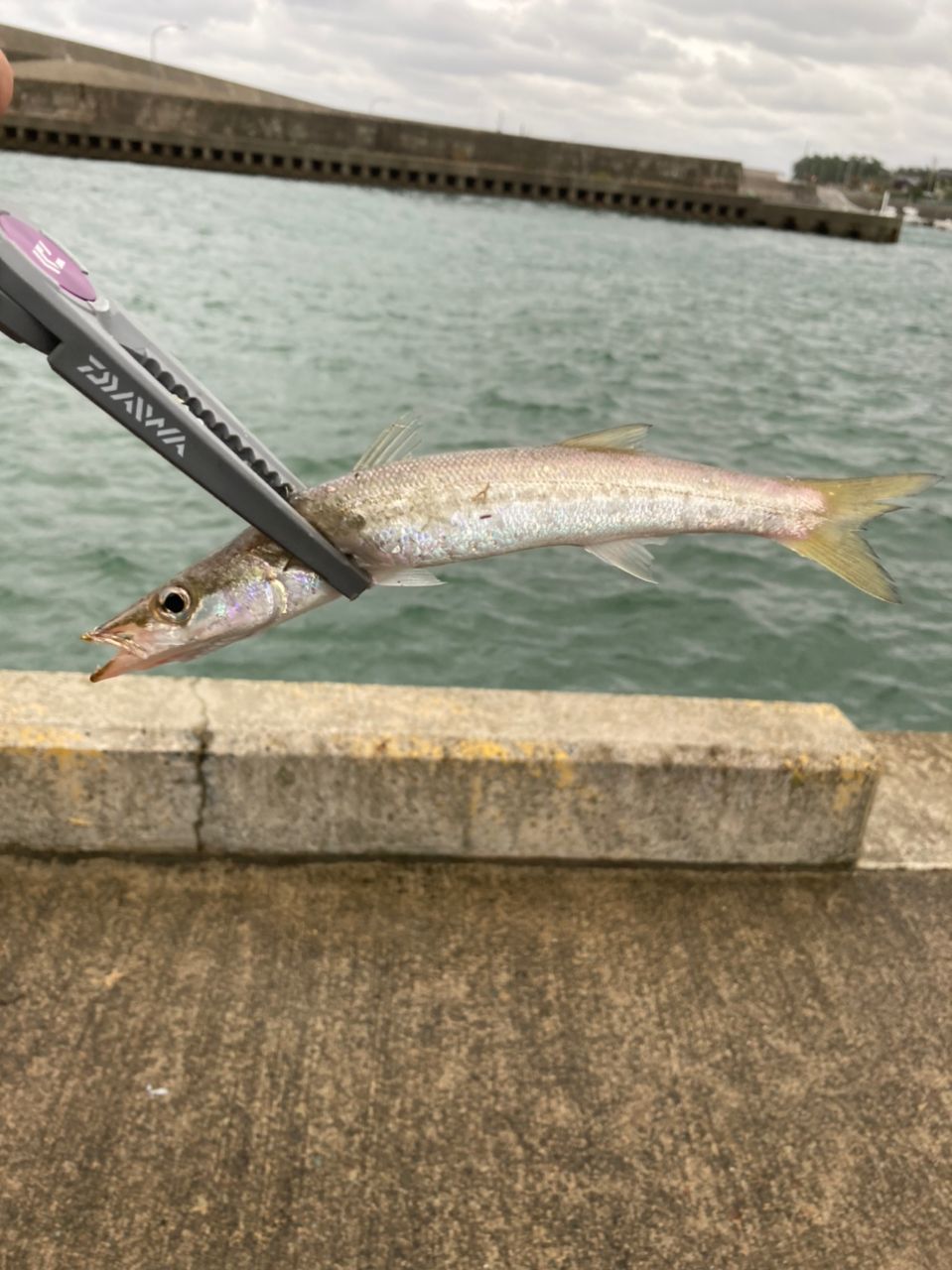 カマス