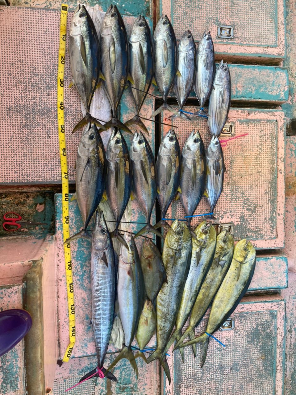 やぎまうすさんの釣果 3枚目の画像