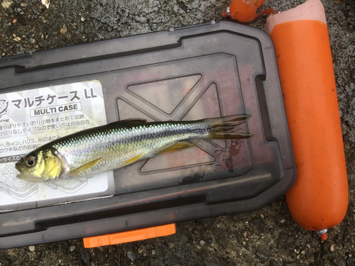 カワムツの釣果