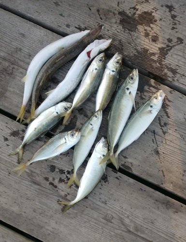 アジの釣果