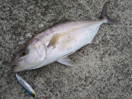 ショゴの釣果