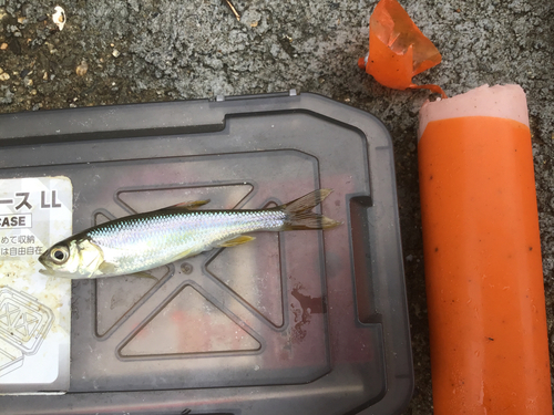 カワムツの釣果