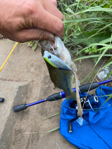 ブラックバスの釣果