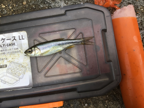 カワムツの釣果