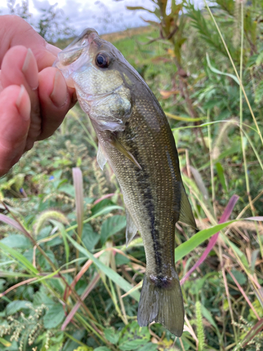 ラージマウスバスの釣果