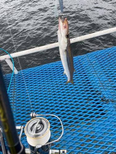 カマスの釣果