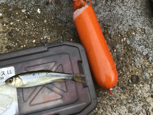 カワムツの釣果