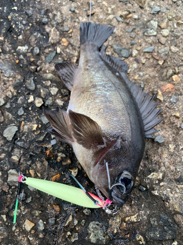 メバルの釣果