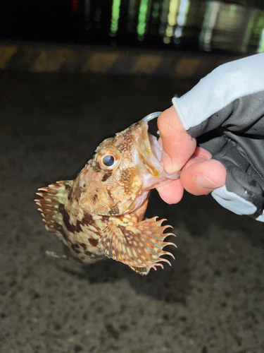 ガシラの釣果