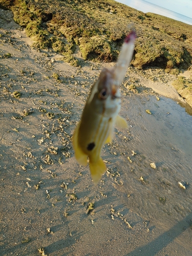 ヤマトビーの釣果