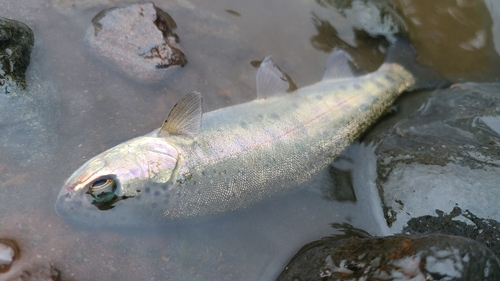 ニジマスの釣果