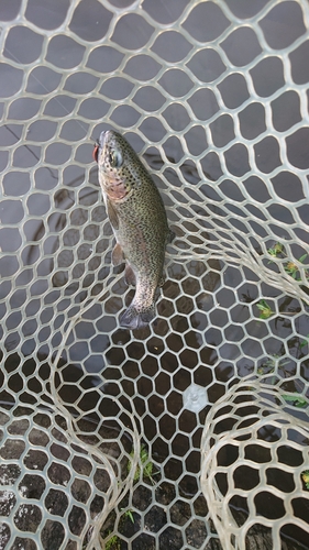 ニジマスの釣果