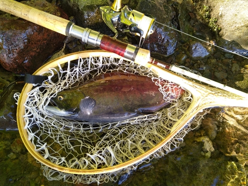 ヒメマスの釣果