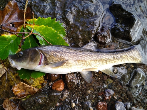 ウグイの釣果