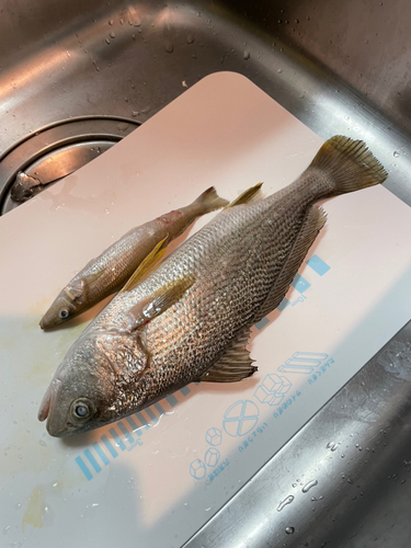 イシモチの釣果