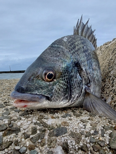 チヌの釣果